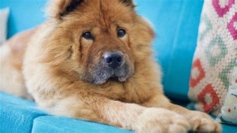 C Mo Saber Si Un Chow Chow Es Puro Vimar Alfambra