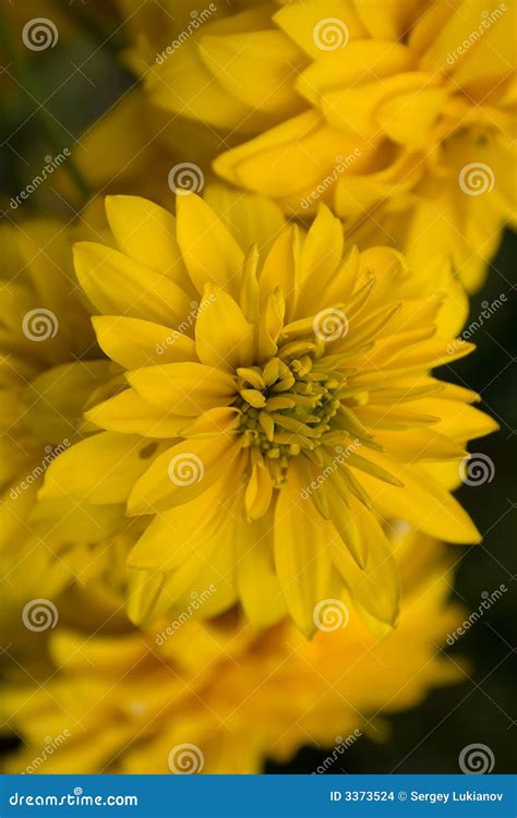 Beautiful Yellow Flowers Stock Photo Image Of Delicate 3373524