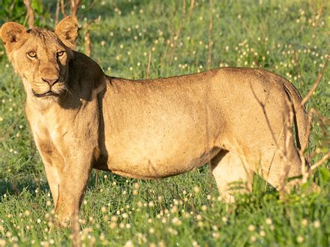 Big Five Mammals In Uganda Kenlink Tours