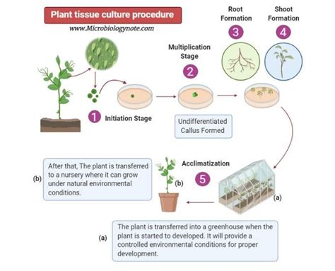 Plant Tissue Culture Definition, techniques, Media composition, types ...