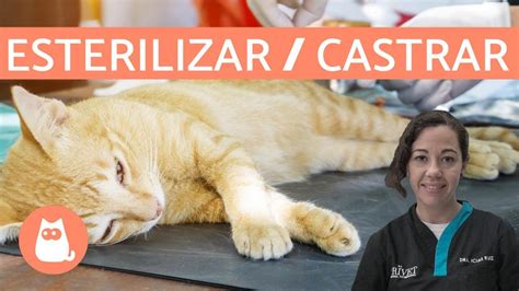 Diferencias Entre ESTERILIZAR Y CASTRAR Perros Y Gatos