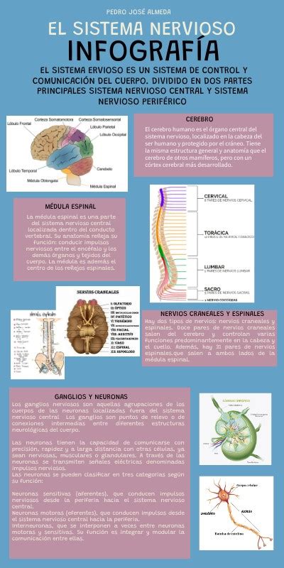 INFOGRAFÍA SISTEMA NERVIOSO