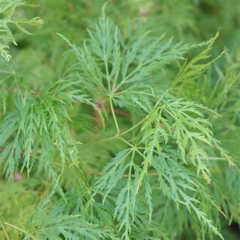 Acer Palmatum Dissectum Emerald Lace Garden World Nursery