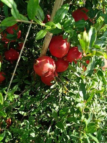 anar fruit supplayr at Rs 40/box | Pomegranates in Solapur | ID ...