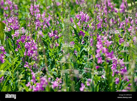 Wild Perennial Lupin Lupinus Perennis Grow Near Gothic Road North Of