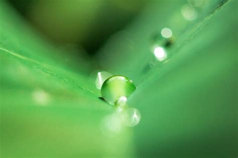 Premium Photo | Water drops on green leaves