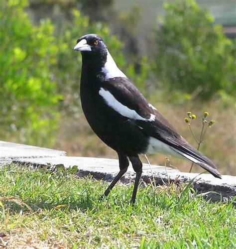 Australian Magpie