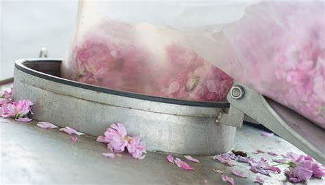 Rose Oil Extraction With Technology Rose Oil To Extract Rose Oil Pouring Roses In Machine ...