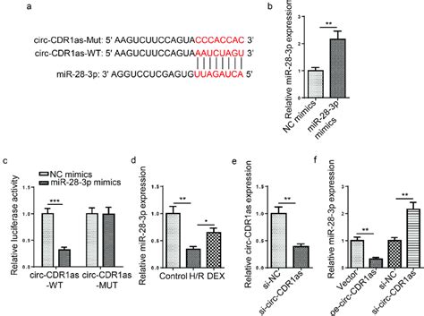 MiR 28 3p Directly Binds To Circ CDR1as A Binding Site Between