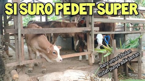 Si Suro Pedet Super Baru Umur Bulan Sudah Punya Adik Pedet Jantan