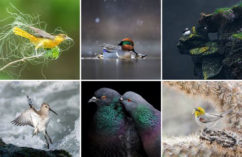 Award Winning Bird Photography