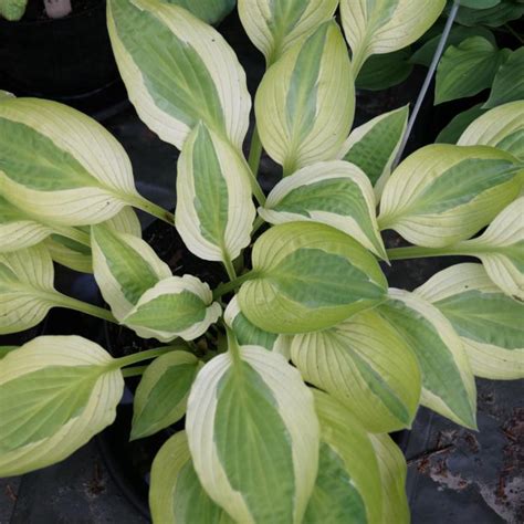 Hosta Yellow Polka Dot Bikini Buy Plantain Lily At Coolplants
