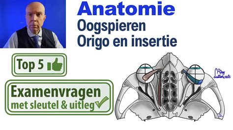 Oogspieren Origo En Insertie Anatomie Fysiologie Uitleg Top 5