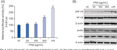 Figure 1 From Immunomodulatory Effects Of Fermented Platycodon