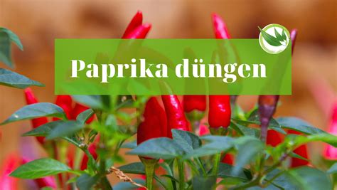 Paprika D Ngen Wann Wie Womit Wie Oft