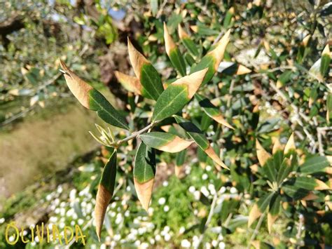 Olive Tree Leaves Turning Brown: Reasons | Treatment | Prevention