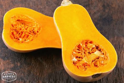 Butternut Squash | San Diego Grown Butternut Squash | Veggie Delivery