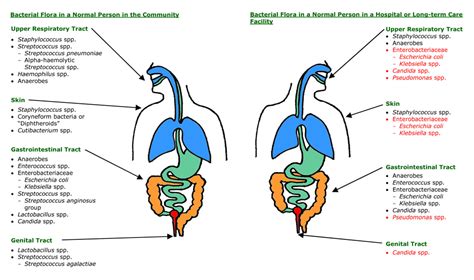 Normal Flora Microbiology Teaching Resource Microbiology Nuts Bolts