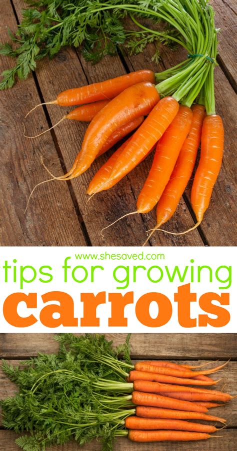 7 Tips For Growing Carrots Shesaved®