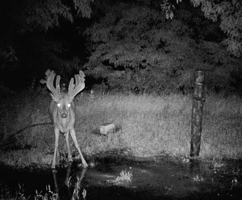 New Kansas State Record Whitetail Tops 300 Inches - The Hunting Game