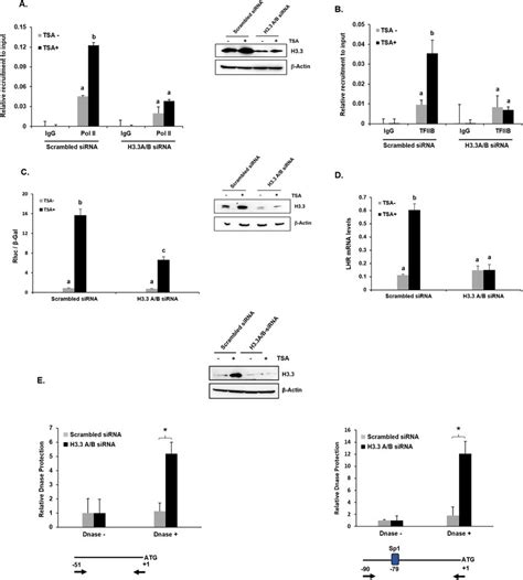 Effect Of H A And B Knock Down On Tfiib And Pol Ii Enrichment At The