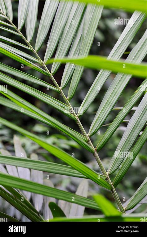 Palm Oil Tree Leaf