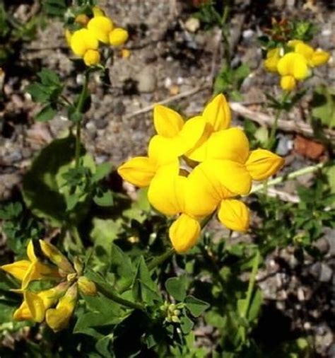 Birdsfoot Trefoil wildflowers.jpg