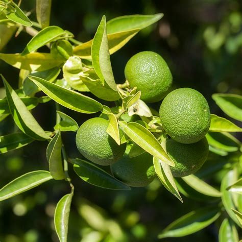 key lime  shipping included murphy citrus nursery