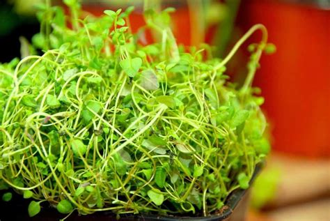 timian fakta om urten med de mange egenskaber