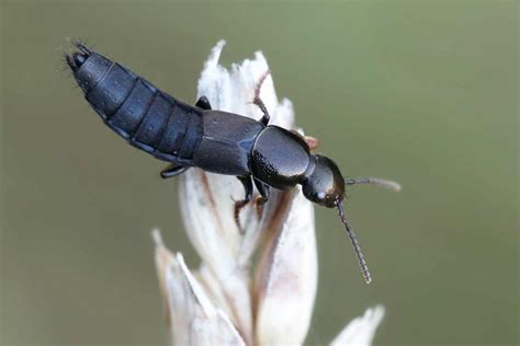 beetle insect facts   animals