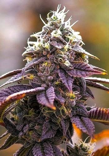 Pink Kush Feminized Seeds | The Seed Fair