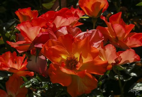 flame flower shutterbug