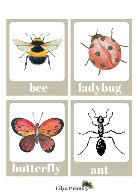 Bug Flash Cards Flash Cards Education Learning Digital Etsy