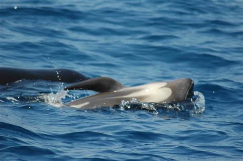 Globicefalo (Globicephala melas) – Operazione Delphis 2025