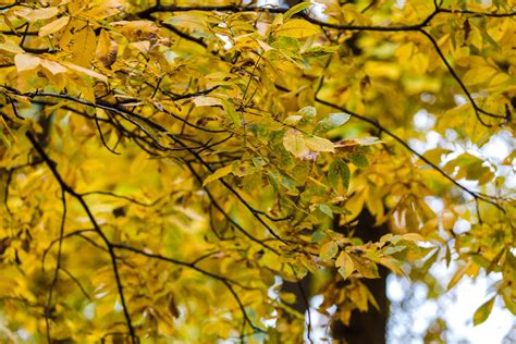 Common North American Hardwood Trees