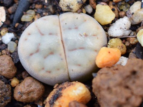 C250 Lithops Schwantesii Ssp Schwantesii V Schwantesii Grey Form