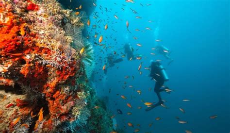 Catalina Island Diving From Punta Cana