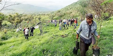 Más del 90 de arbolitos plantados durante reforestación presenta buen