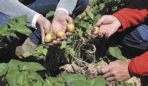 La Rhizoctonia Puede Reducir Nuestra Cosecha De Patata En Un Campo