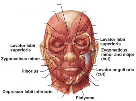 muscles of facial expression and mastication Diagram | Quizlet