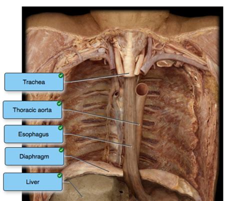 Flashcards Digestive System Quiz Quizlet