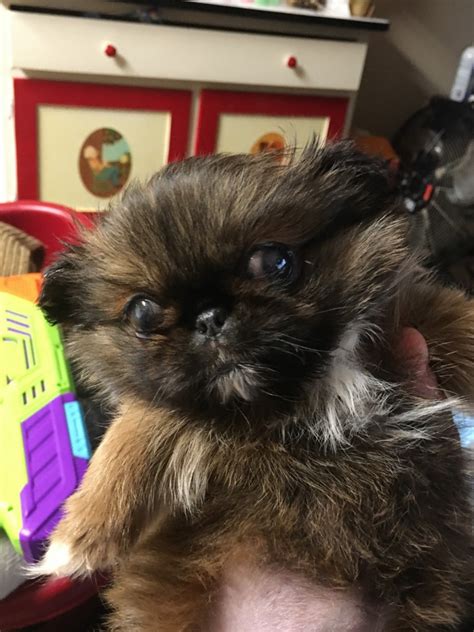 Pekingese Puppies For Sale Hamilton Oh 494239