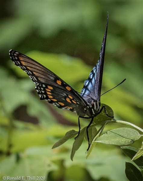 Arizona Red Spotted Purple Limenitis Arthemis Arizonensis Flickr