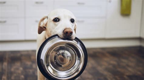 Is High-Protein Dog Food Right for Your Pet?