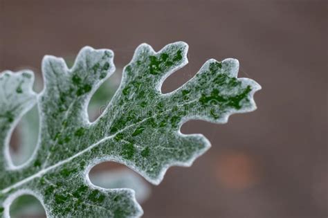 La Hoja Verde Con Descensos Del Agua Se Cierra Para Arriba Imagen De