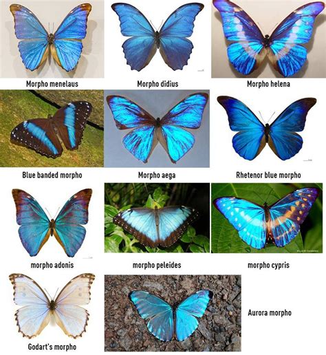 9 Blue Morpho Butterfly Facts The Gorgeous Species With Short Life Odd Facts