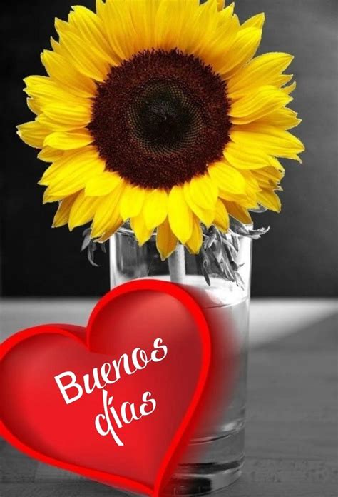 Pin en Buenos días y mas Imagenes de girasoles Fotografía de girasol