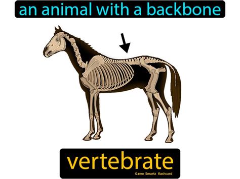 Vertebrate Easy Science