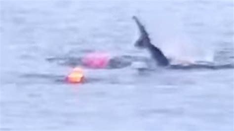 Caught On Video Great White Shark Attacks Kayak In Monterey Bay