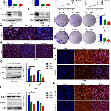 Wt Knockdown Inhibited The Proliferation Of Brafv E Ptc Cells A B